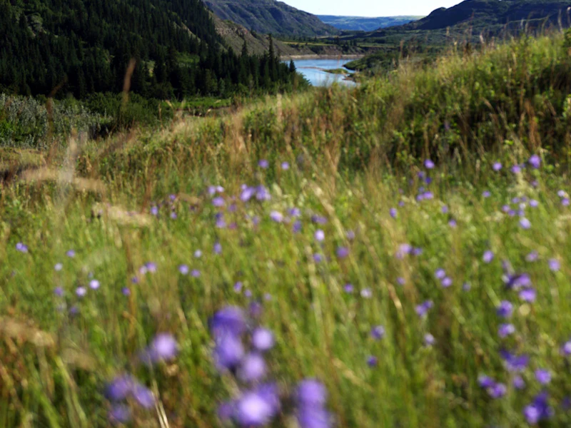 Wildflower meadow in an Alberta river valley